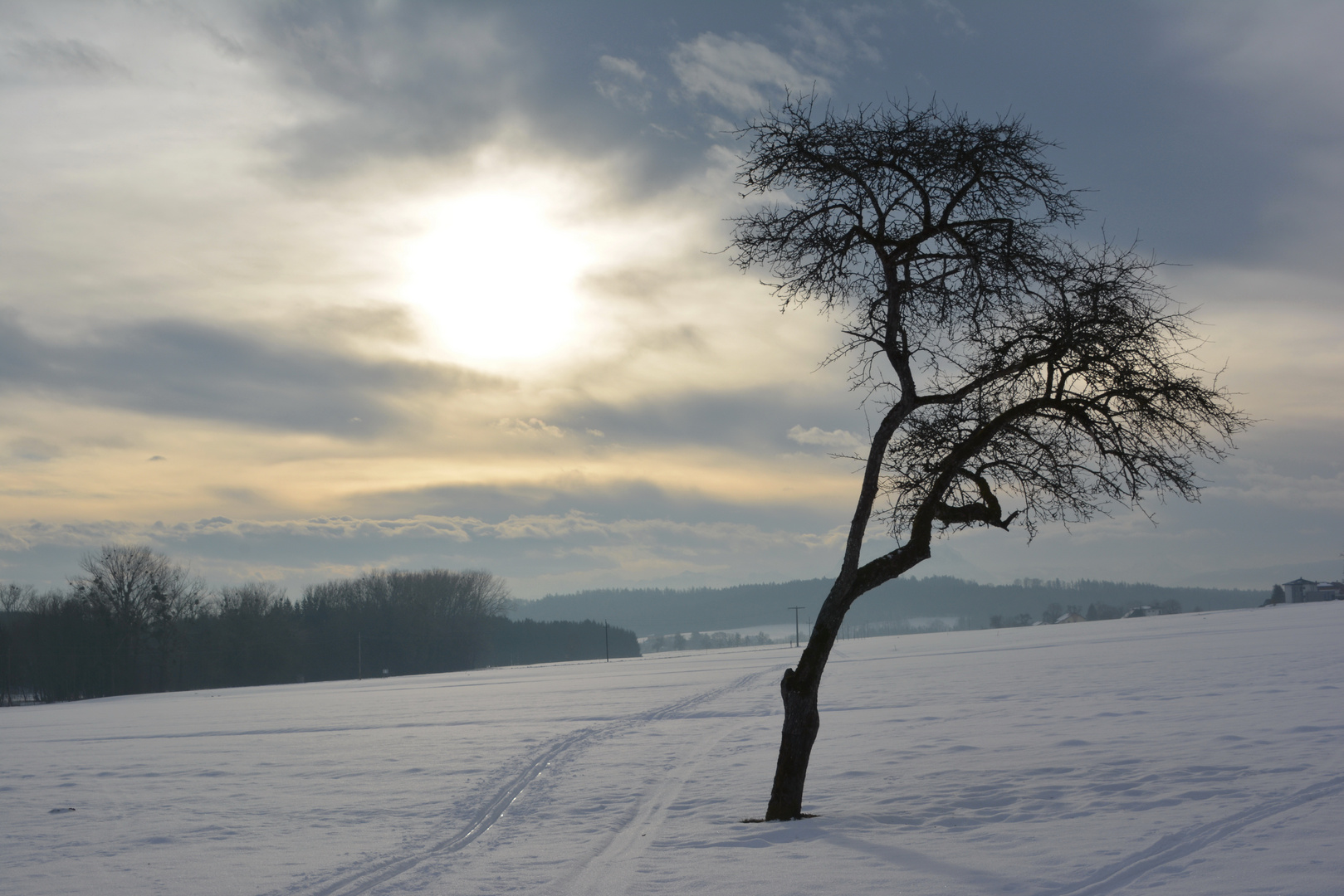 Lonely fruit tree...