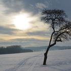 Lonely fruit tree...