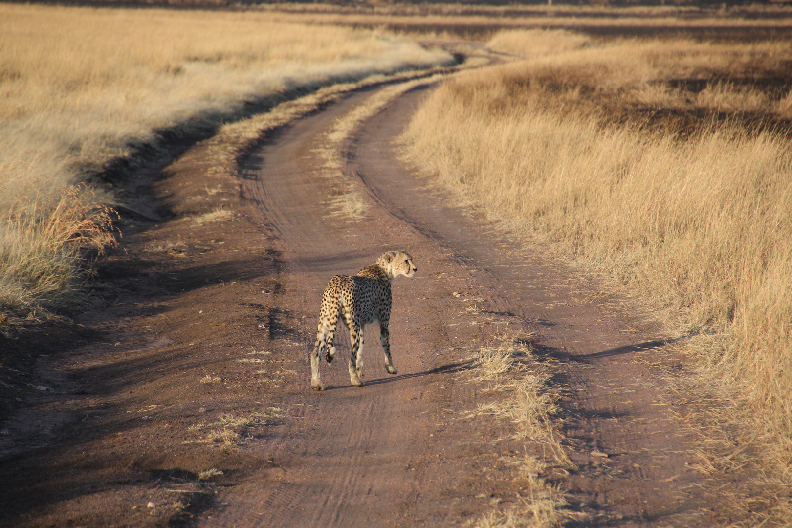 Lonely Gepard