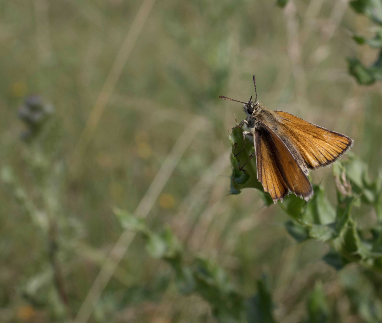 Lonely guardian of the meadow