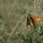 Lonely guardian of the meadow