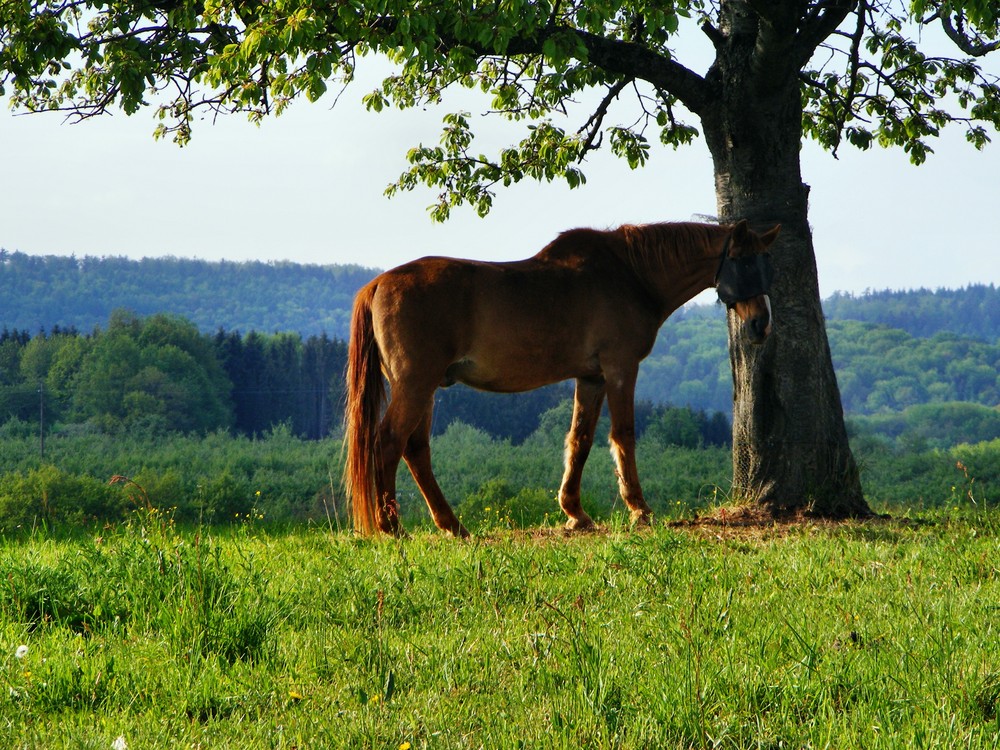 lonely horse "ZORRO"