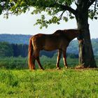 lonely horse "ZORRO"