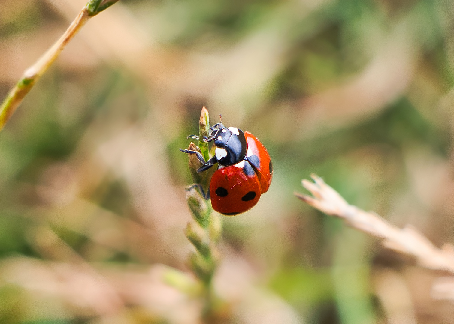 Lonely Ladybird