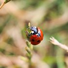 Lonely Ladybird