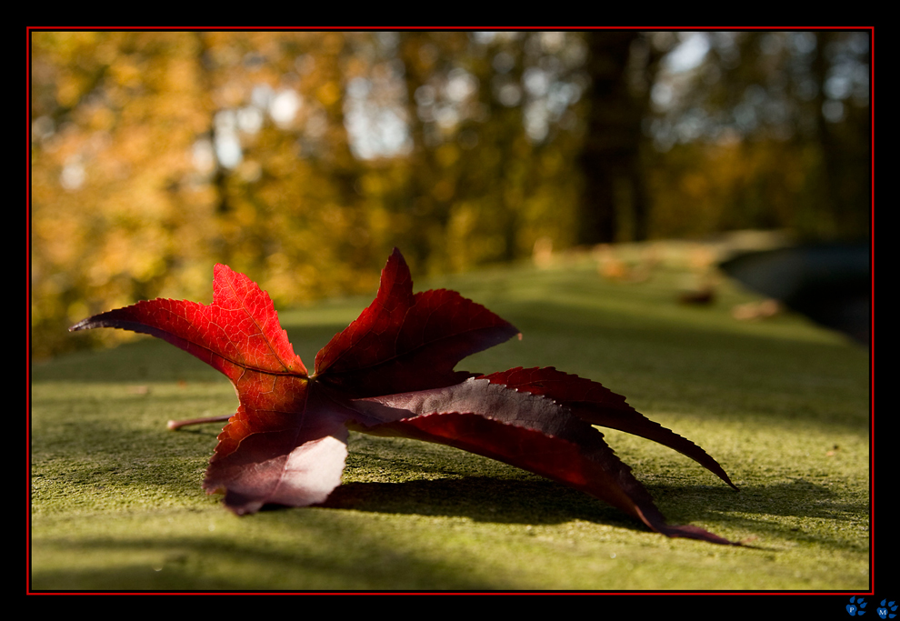 Lonely leaf