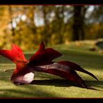 Lonely leaf