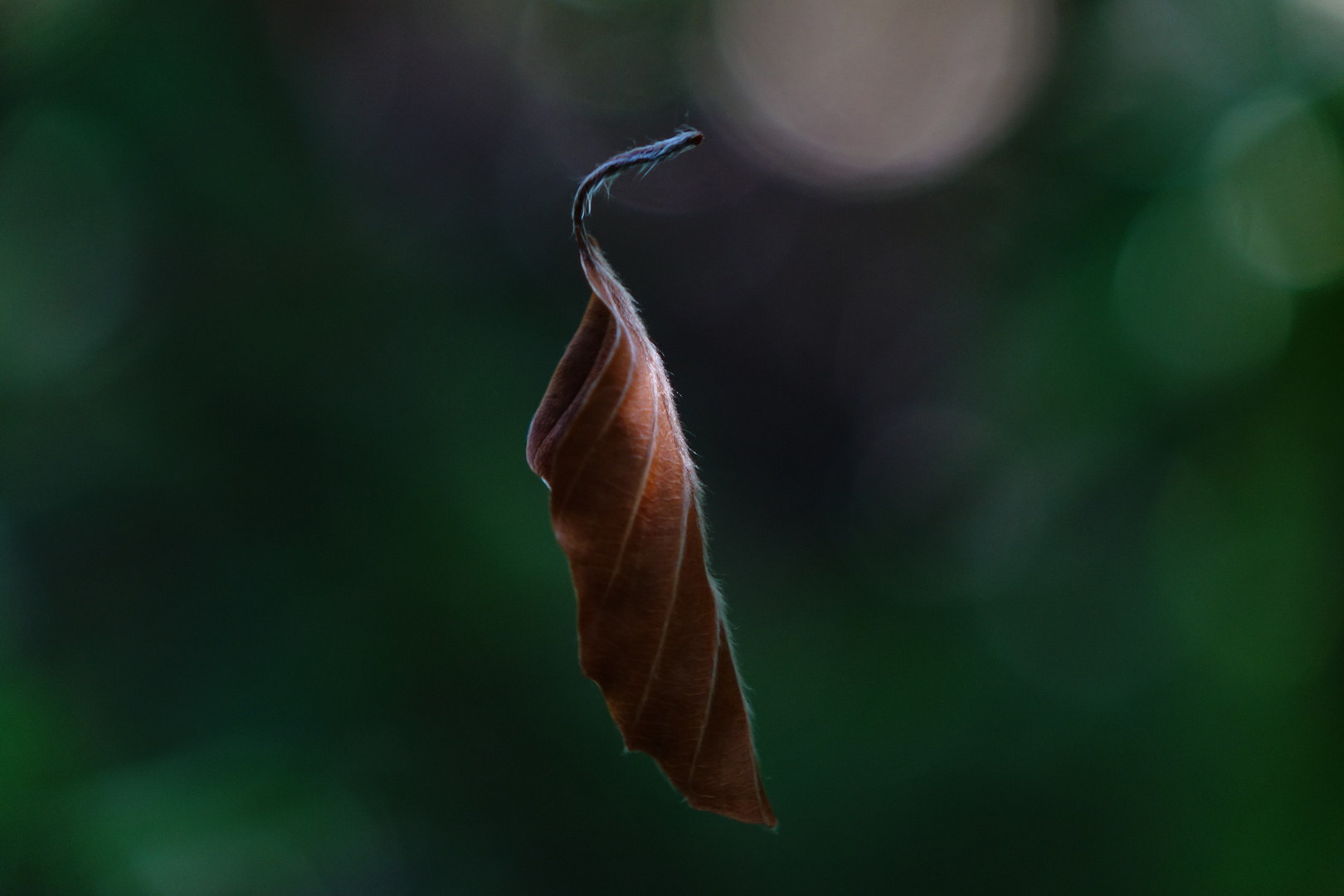 ... lonely leaf ...