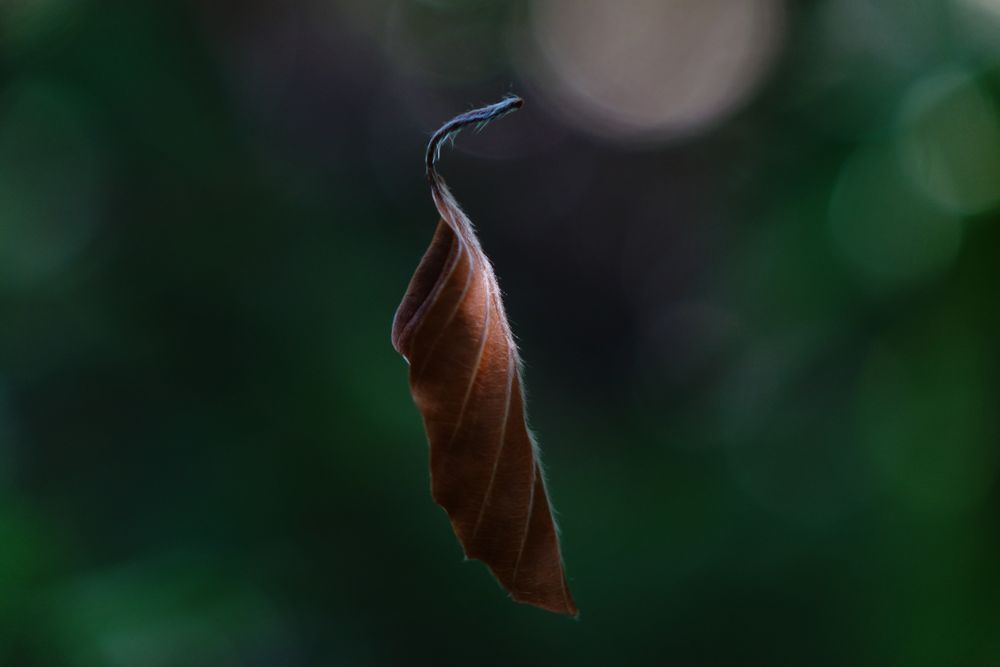 ... lonely leaf ...