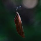... lonely leaf ...