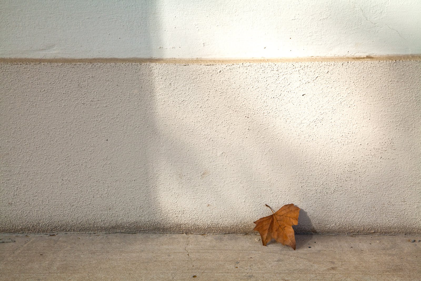 lonely leaf