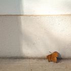 lonely leaf