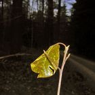 lonely leaf