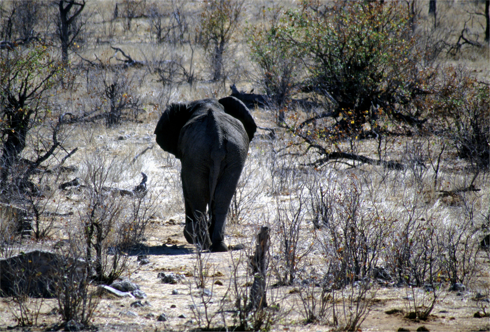 lonely little elephant