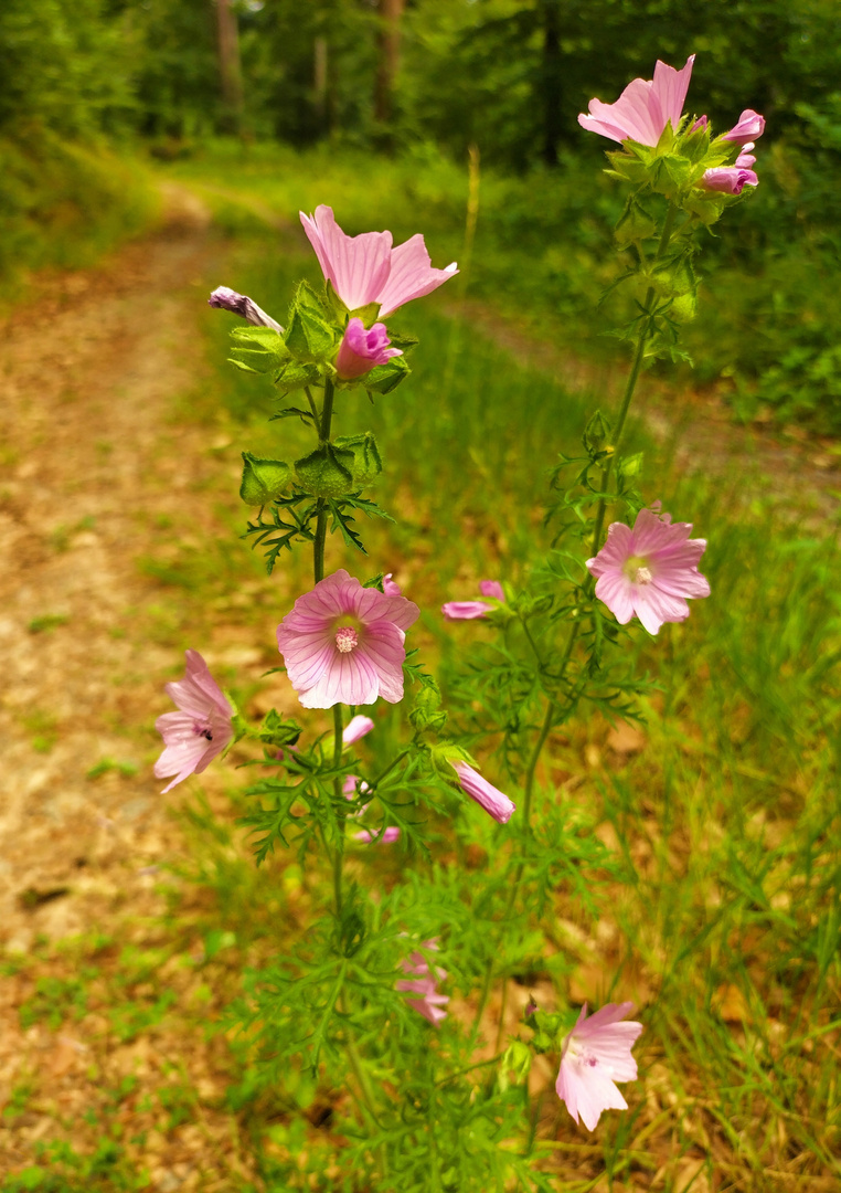 Lonely Mallow 