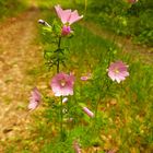 Lonely Mallow 