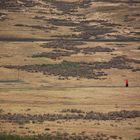 Lonely Massai