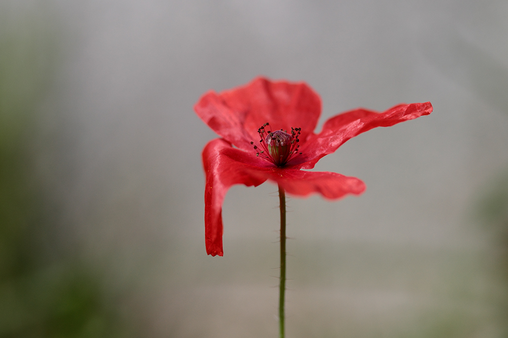 lonely mohn
