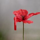 lonely mohn