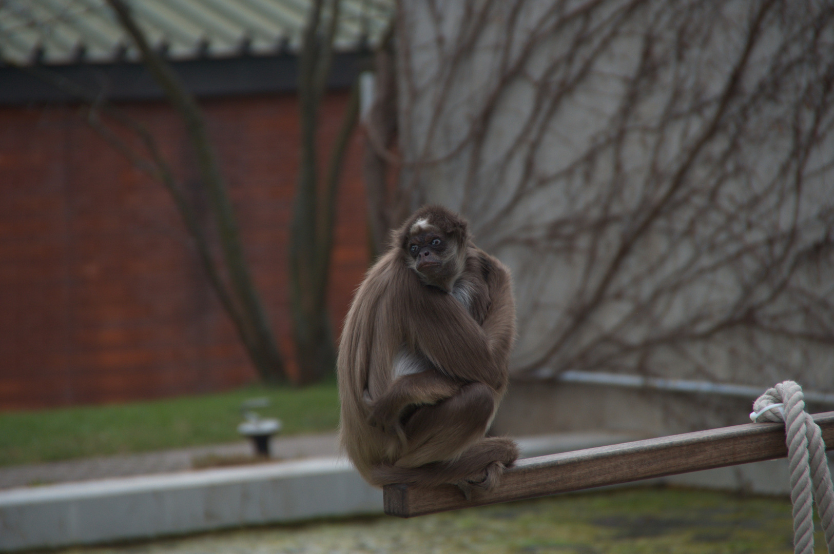 lonely monkey