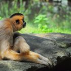 lonely monkey