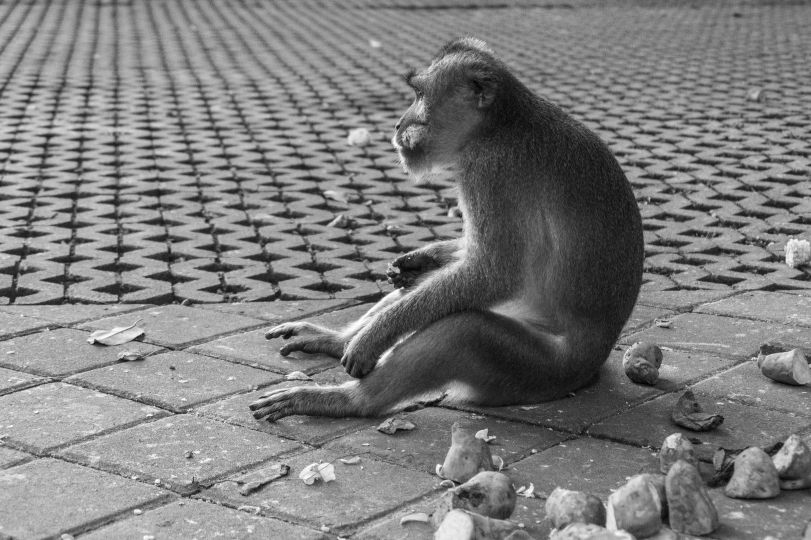 Lonely Monkey