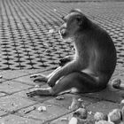 Lonely Monkey