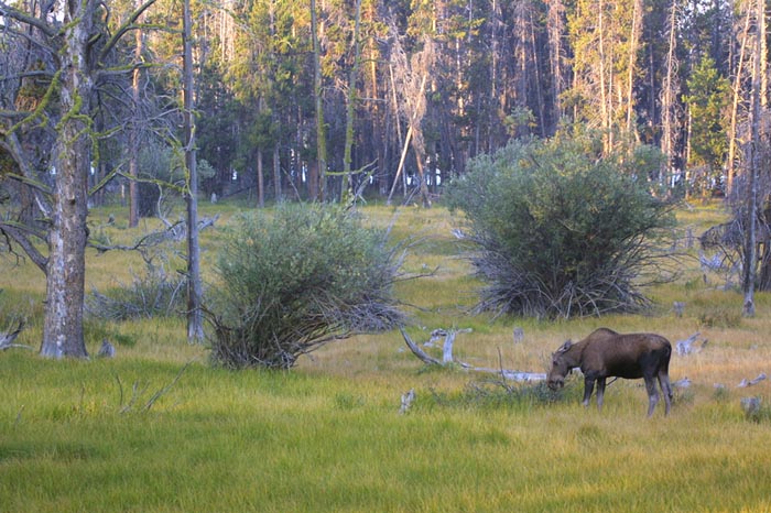 Lonely Moose