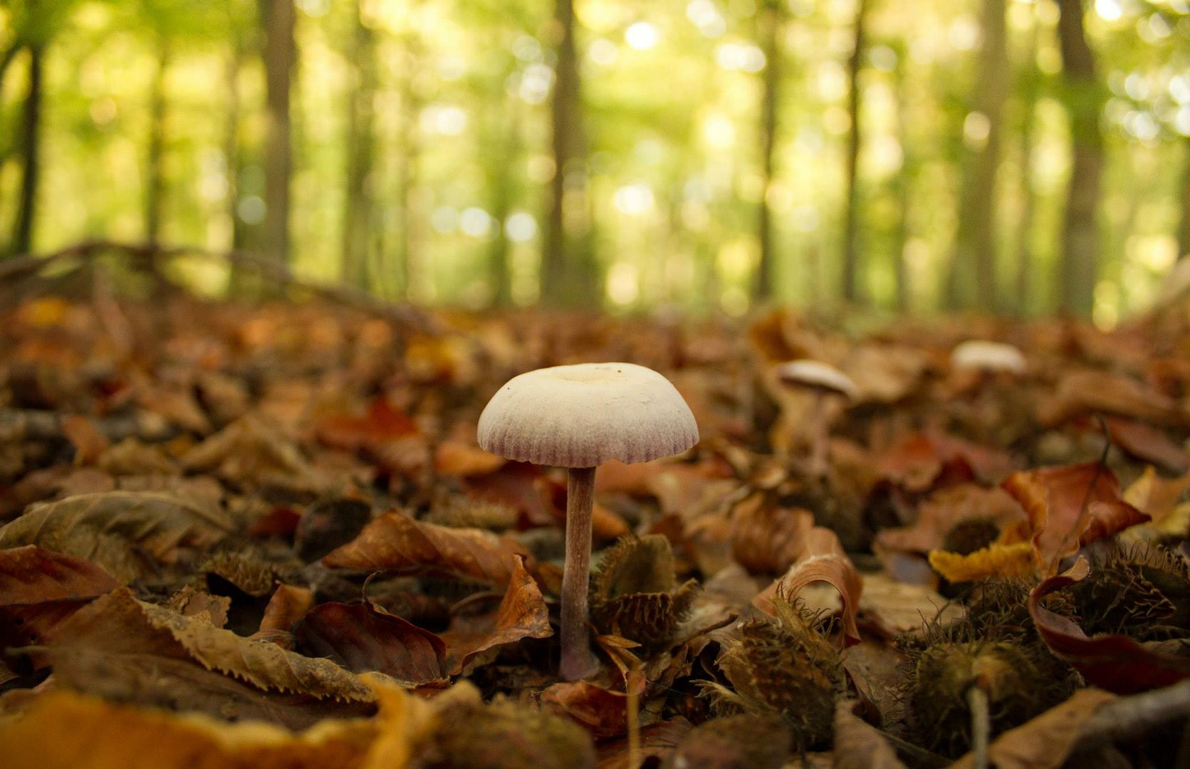 lonely mushroom.