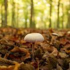 lonely mushroom.