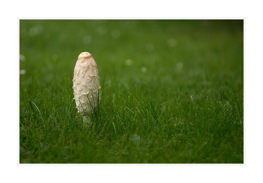 lonely mushroom...