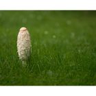 lonely mushroom...