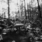 Lonely mushroom in the forrest