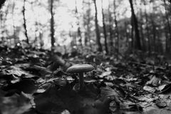 Lonely mushroom in the forrest