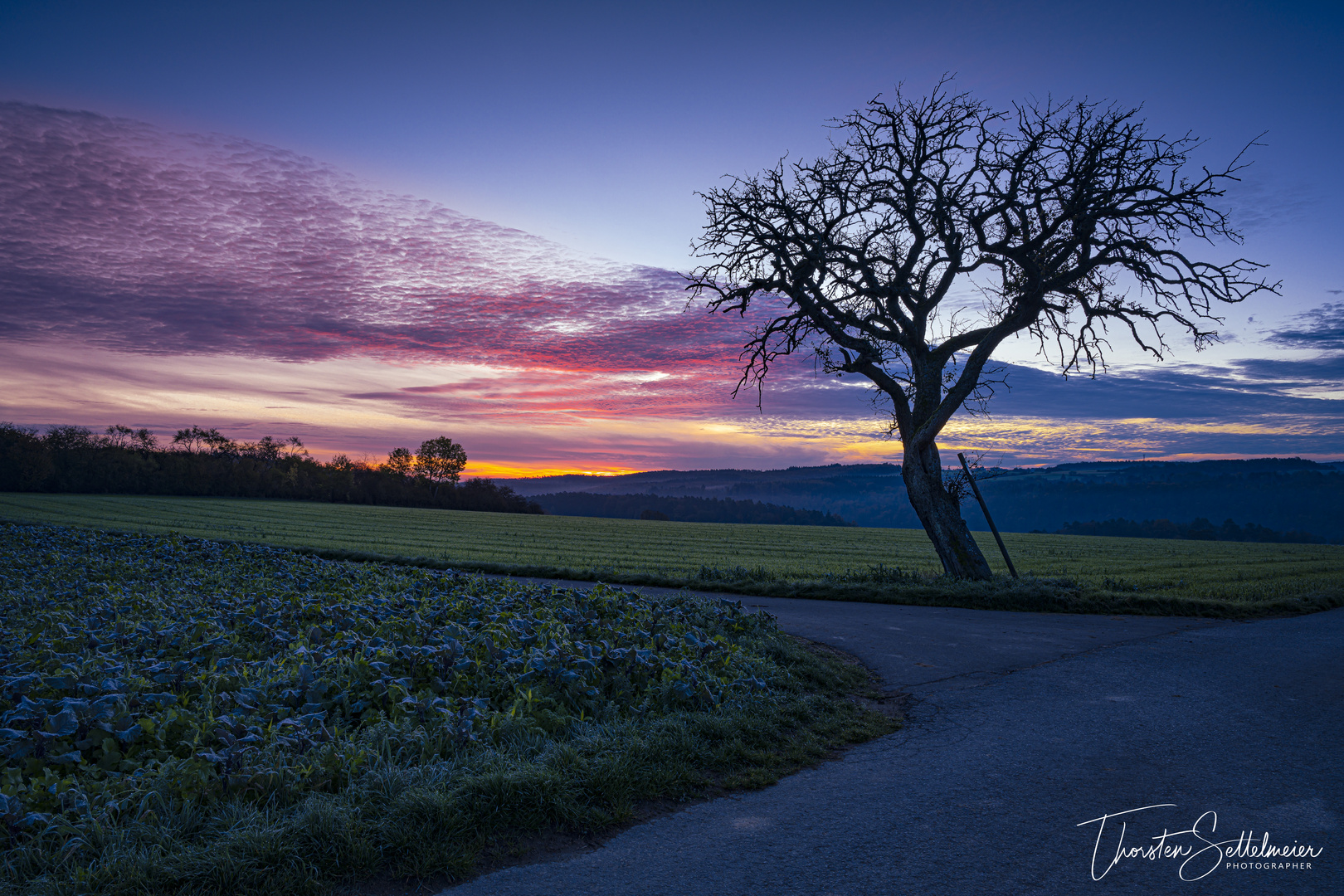 Lonely old tree waiting for the first rays of sunlight