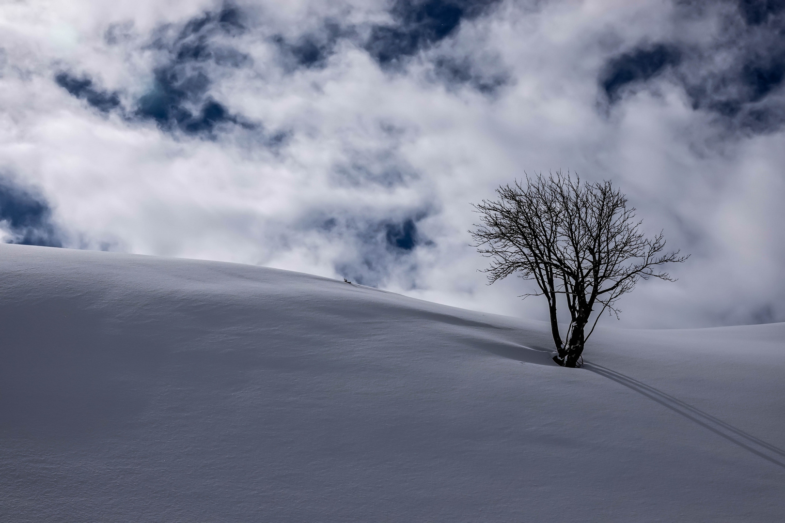 lonely on the mountain