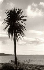 [ lonely palm tree ]