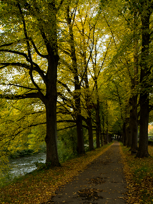 Lonely Path