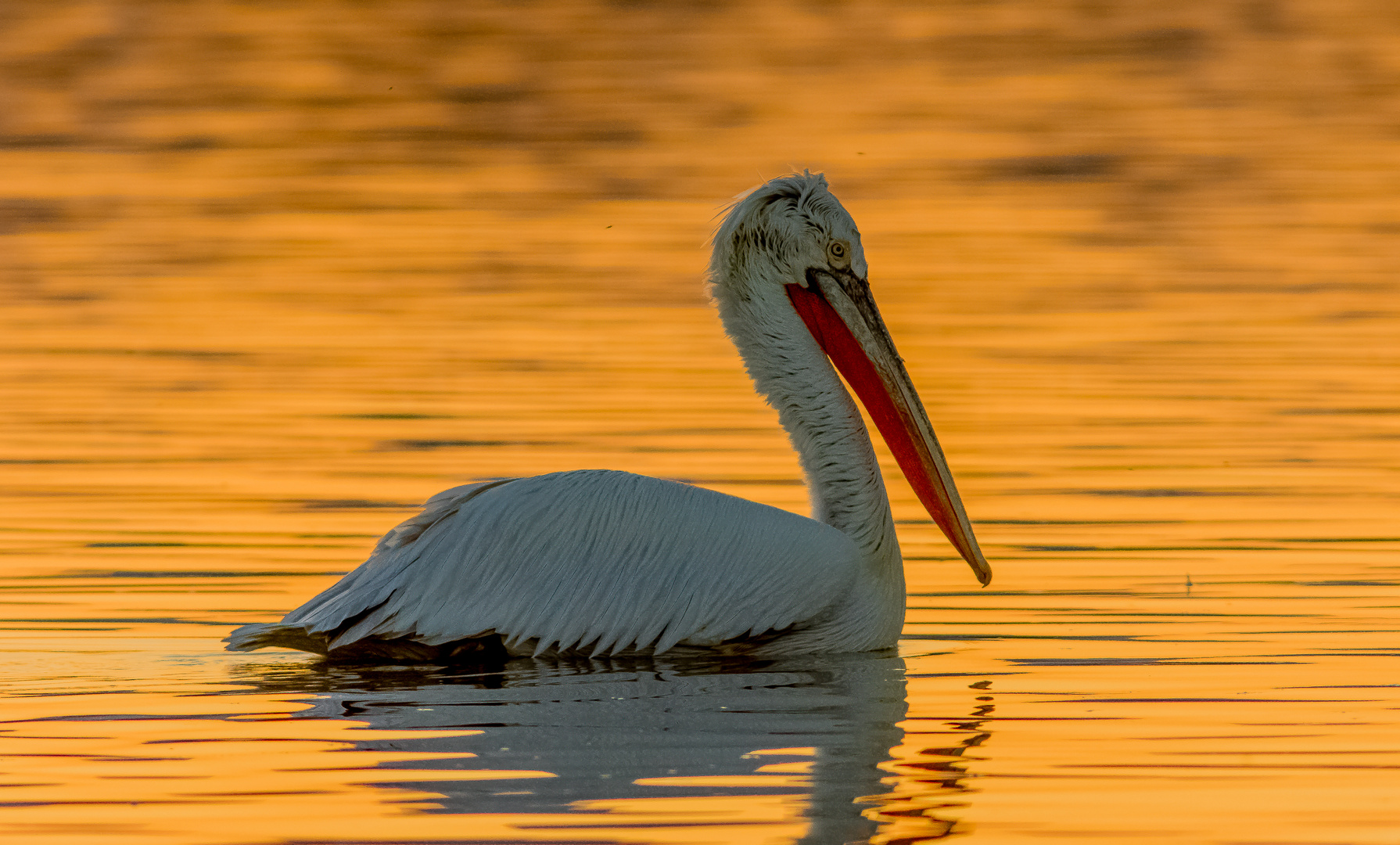 Lonely pelican