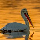 Lonely pelican