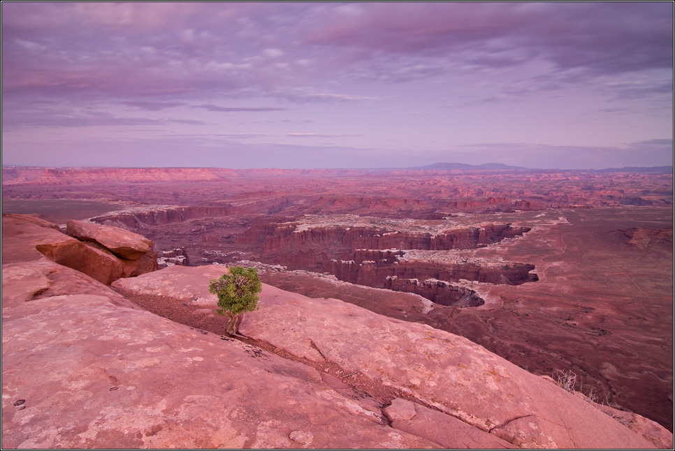 lonely pine