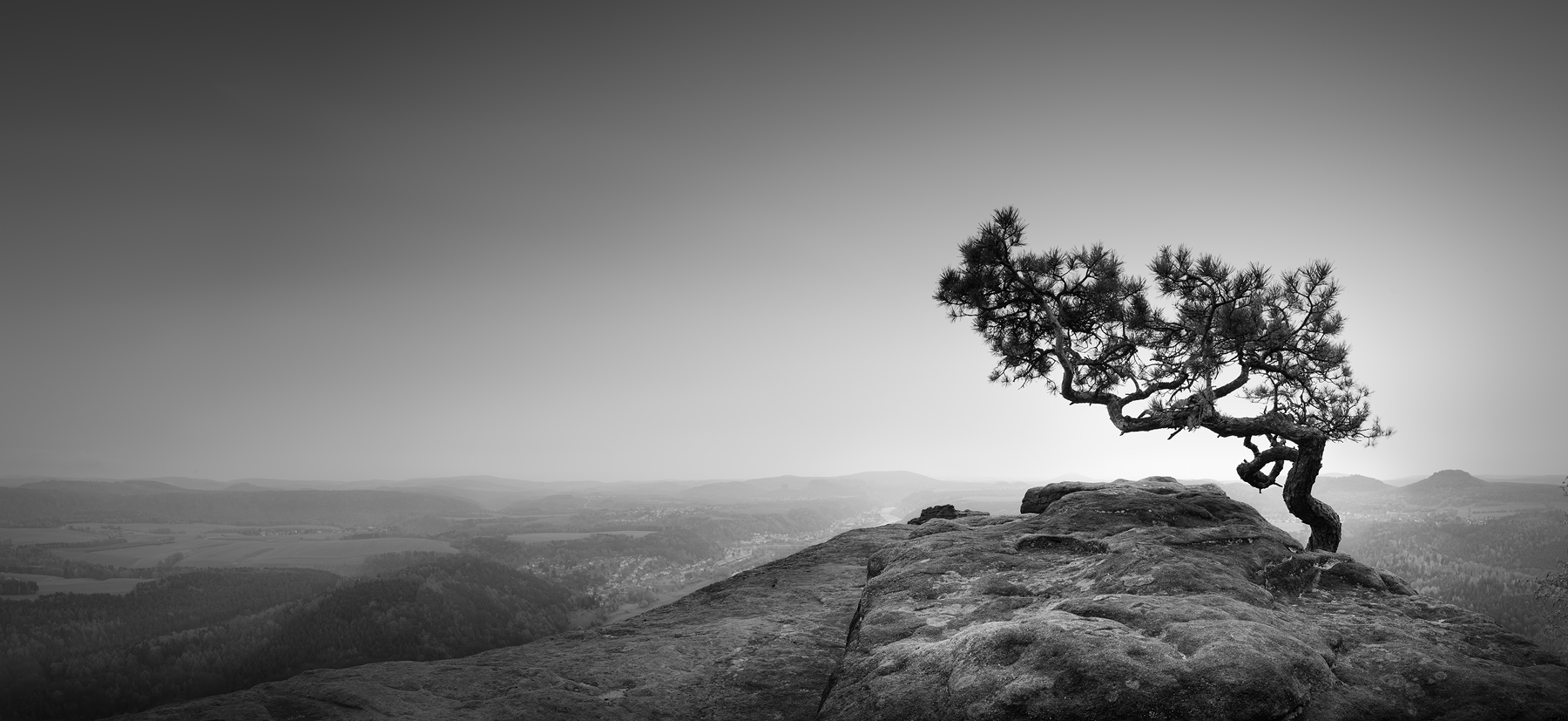 lonely pine