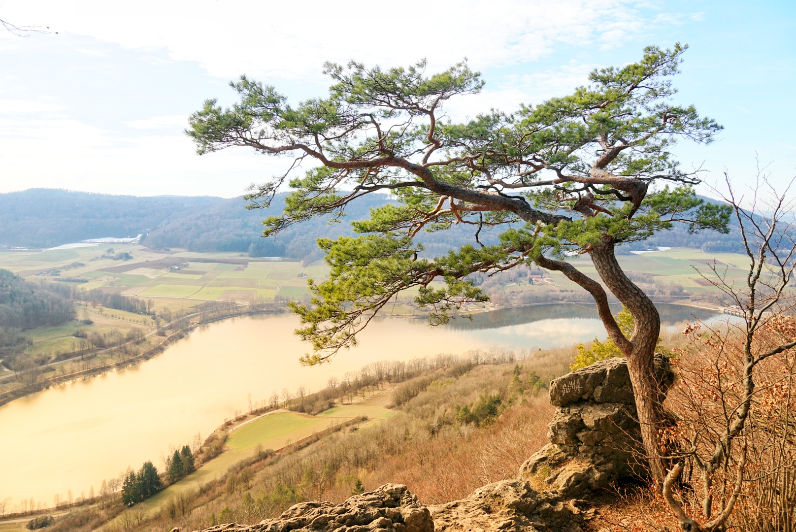 lonely pine in Franken