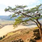 lonely pine in Franken