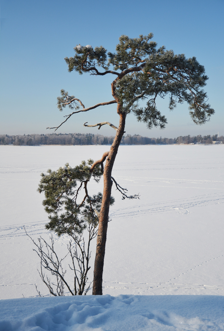 Lonely pine on Seurasaari