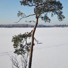 Lonely pine on Seurasaari