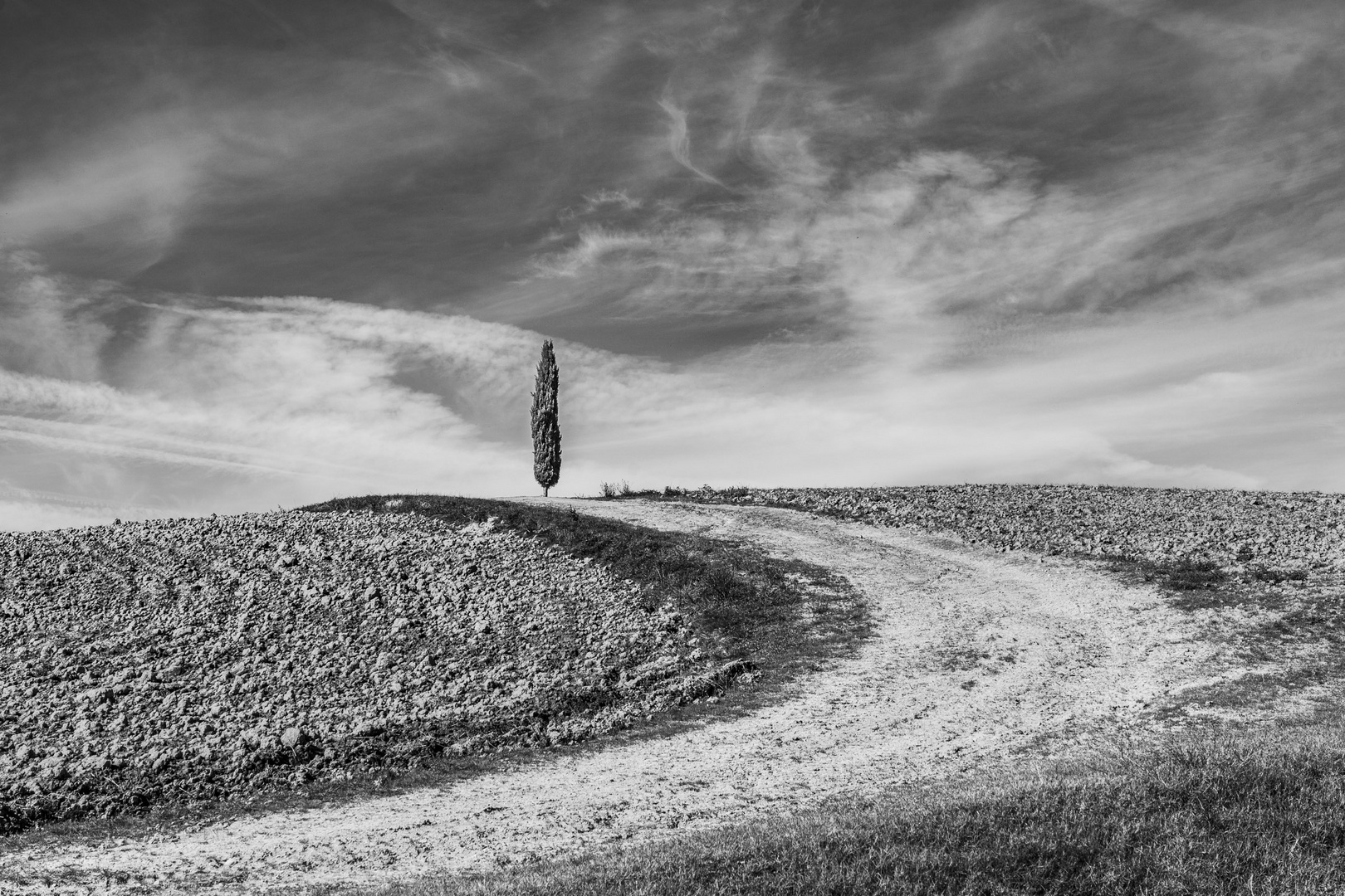 lonely pinetree