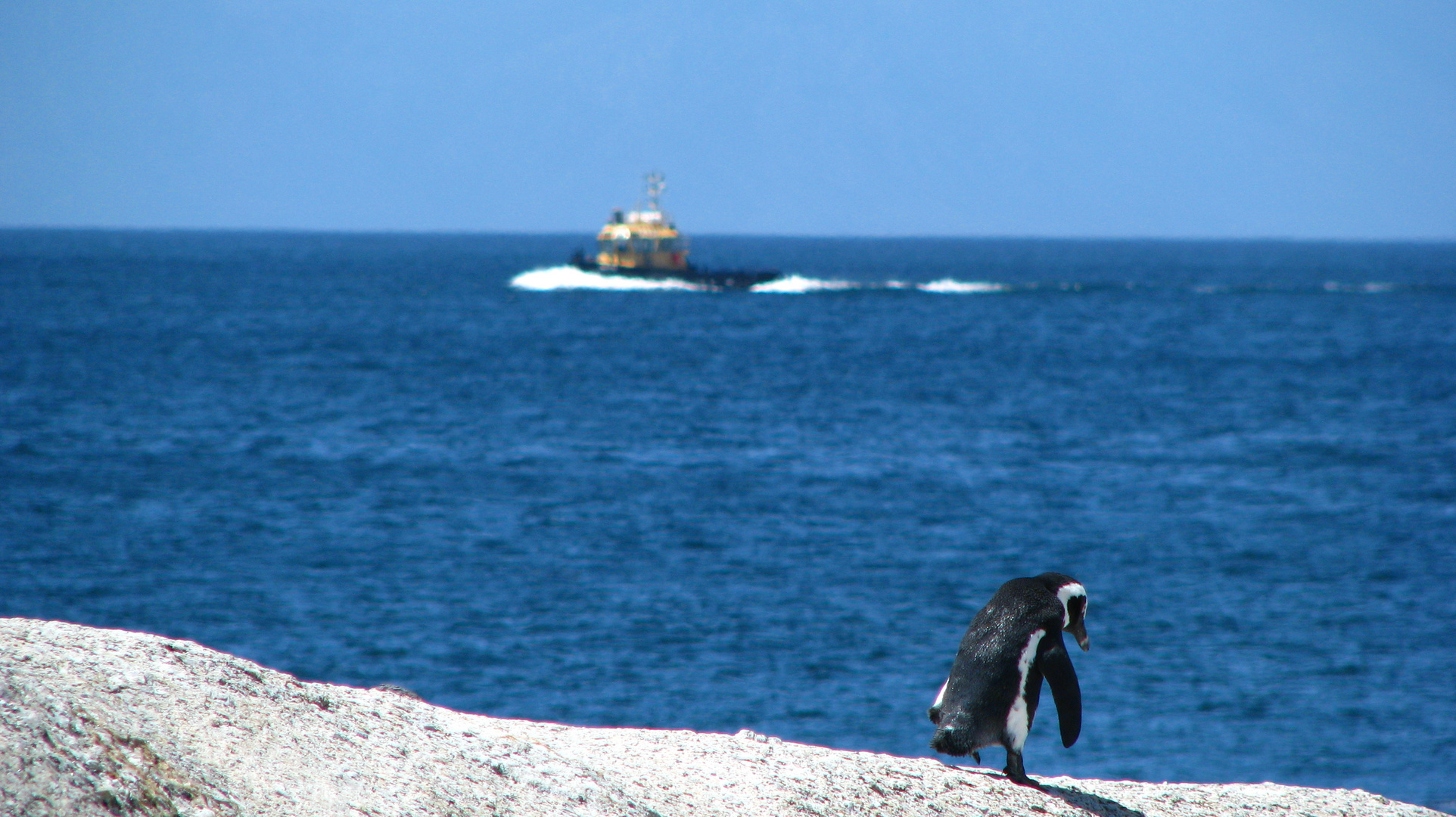 Lonely Pinguin