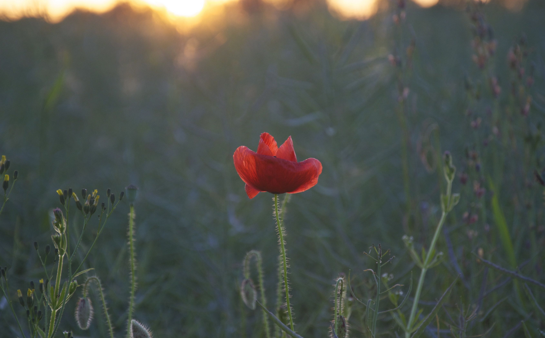 Lonely Poppy