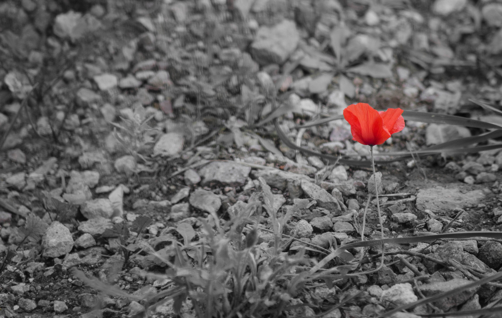 lonely poppy